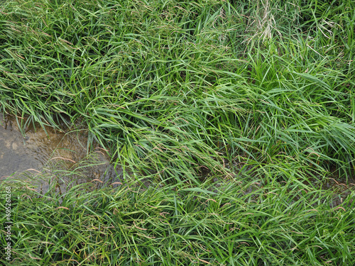 wetland grass background