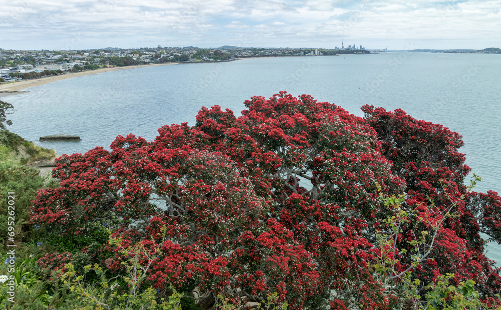 Aerial: Pohutukawa tree in flower and calm ocean in Waitemata Harbour with Rangitoto Island, St Heliers, Auckland, New Zealand Aerial: Pohutukawa tree in flower and calm ocean in Waitemata Harbour with Rangitoto Island, St Heliers, Auckland, New Zealand