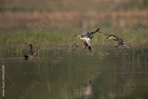 Norther Pintail Duck Flyin 