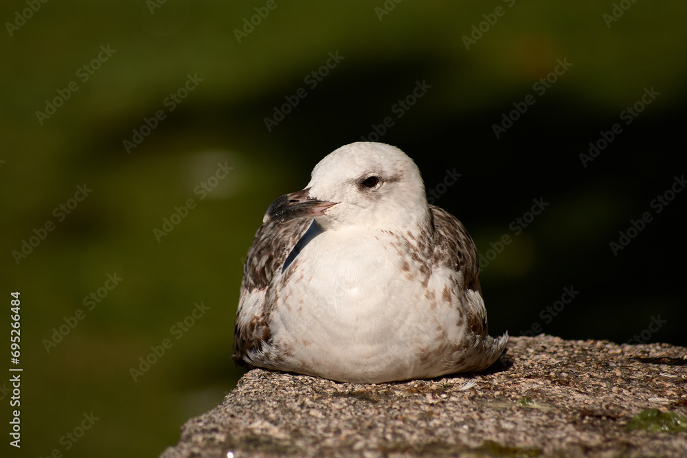 El descanso de la joven gaviota El descanso de la joven gaviota