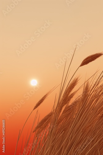 The sun setting over a field of tall grass, perfect for capturing the beauty of nature. Ideal for landscape photography or to create a peaceful and serene atmosphere in design projects