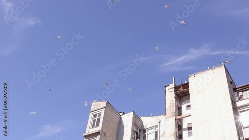 Slow motion of seagulls flying across bright blue sky and coming back to old house rooftops 