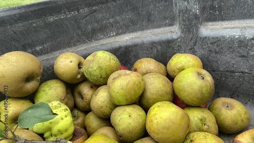 Freshly harvested organic golden russet and heirloom cider apples tumble into a black harvest bin from an orange hand held apple picker in a cider orchard. Natural sunlight, no people,  with fly speck photo