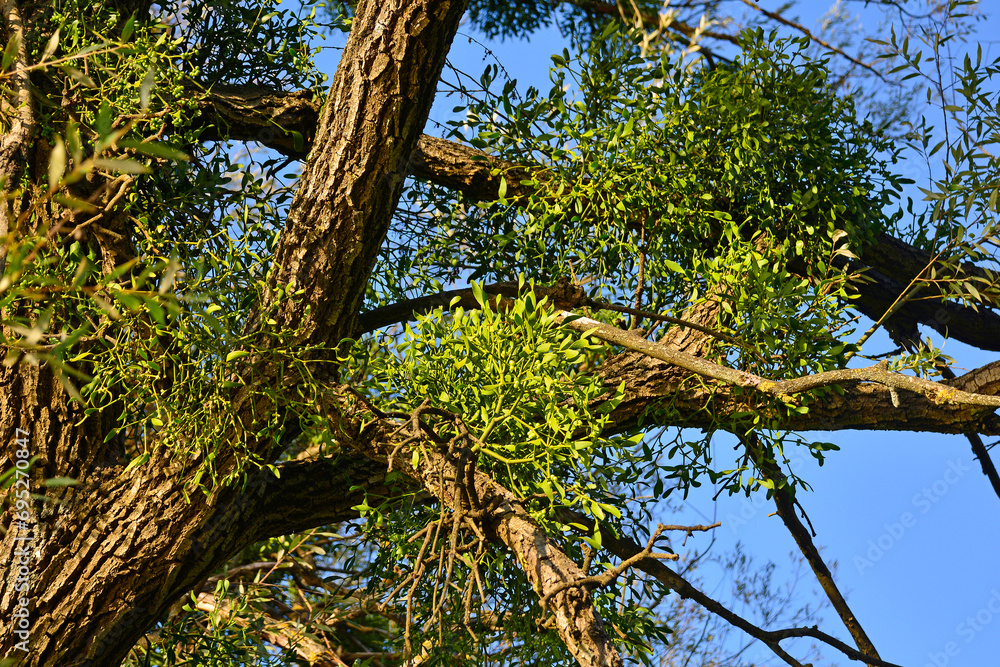 Fototapeta premium Mistletoe growing on a tree in Kulen Vakuf village in the Una National Park. Una-Sana Canton, Federation of Bosnia and Herzegovina. Early September