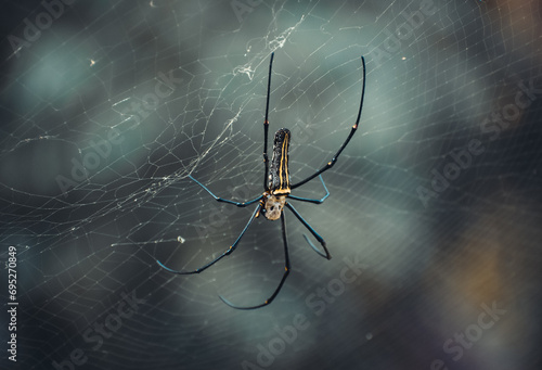 spider on the web © himanshu