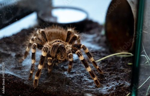 A spider injects venom into a madagascar cockroach in a terrarium close-up. Acanthoscurria geniculata. Phobia concept. Toxic poison. Brazilian large size tropical animals. Blaptica dubia. 4k footage photo