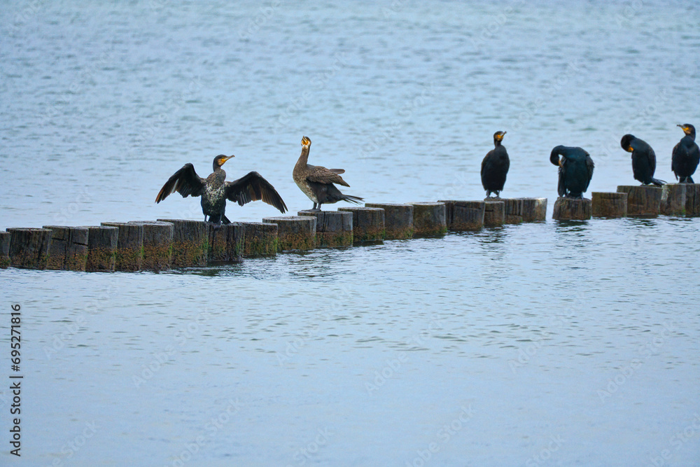 Naklejka premium Cormorant on a groyne on the Baltic Sea. The birds dry their feathers in the sun