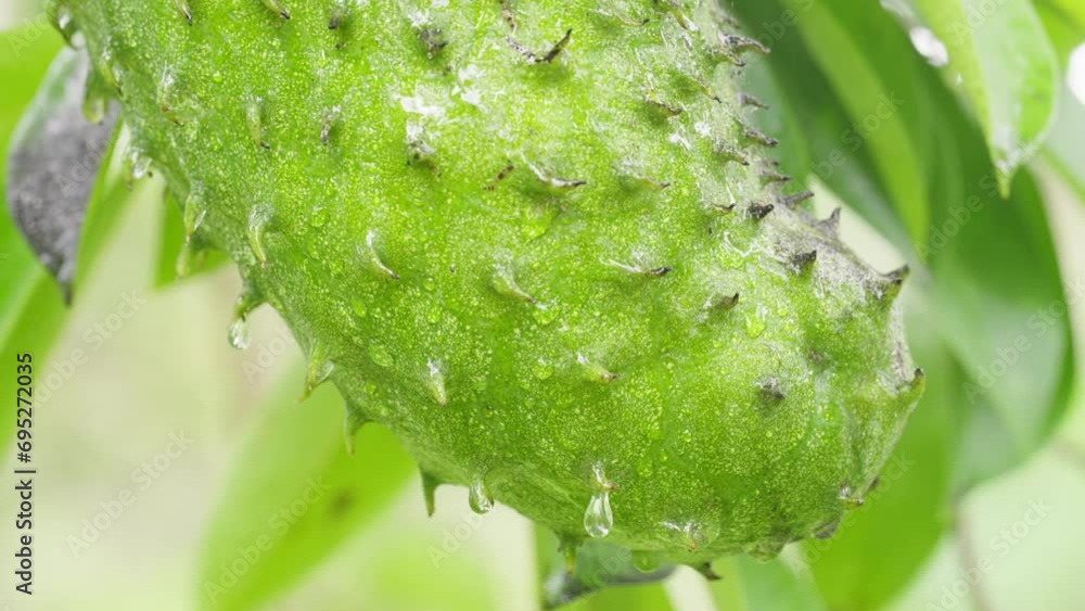 close-up of soursop fruit on tree with water droplets falling in slow motion close-up of soursop fruit on tree with water droplets falling in slow motion