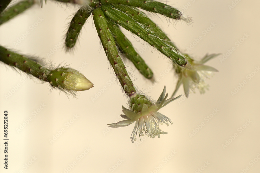 Closeup white flower, bud of a Rhipsalis pilocarpa, the hairy-fruited wickerware cactus in house. Pale background. Epiphytic cactus, subfamily Cactoideae Closeup white flower, bud of a Rhipsalis pilocarpa, the hairy-fruited wickerware cactus in house. Pale background. Epiphytic cactus, subfamily Cactoideae