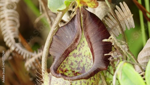 Detailed view of peristome teeth of black nepenthes maxima in wild photo