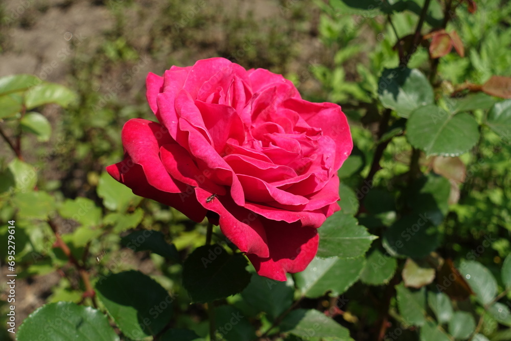 Closeup of magenta colored flower of rose in June Closeup of magenta colored flower of rose in June