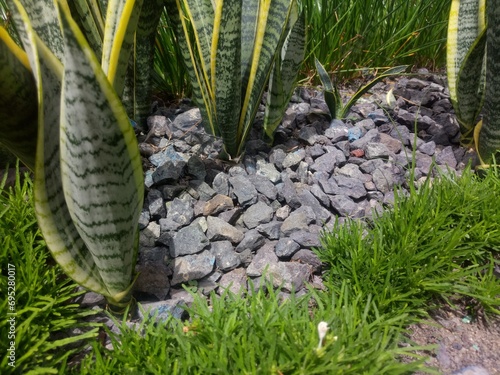 Snake Plant (Dracaena Trifasciata) and other decorative plants in a small garden with gravel covering the soil photo