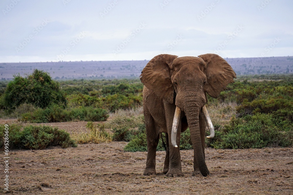 elephant in the wild