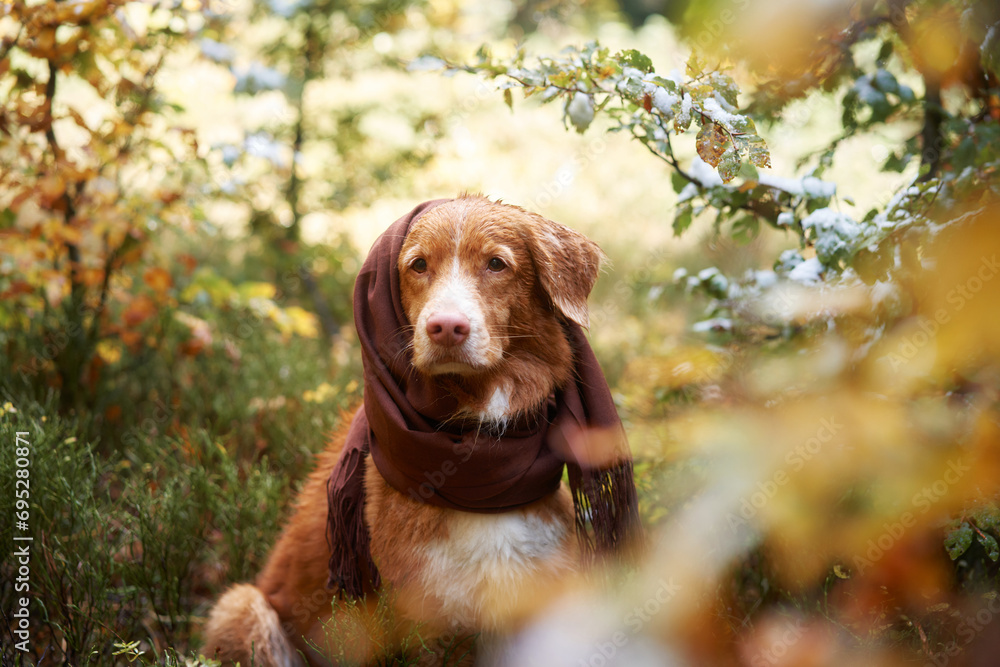 A serene Nova Scotia Duck Tolling Retriever dog in a scarf, the autumn's chill palpable. Amidst frost-touched foliage, its thoughtful eyes reflect a quiet soul