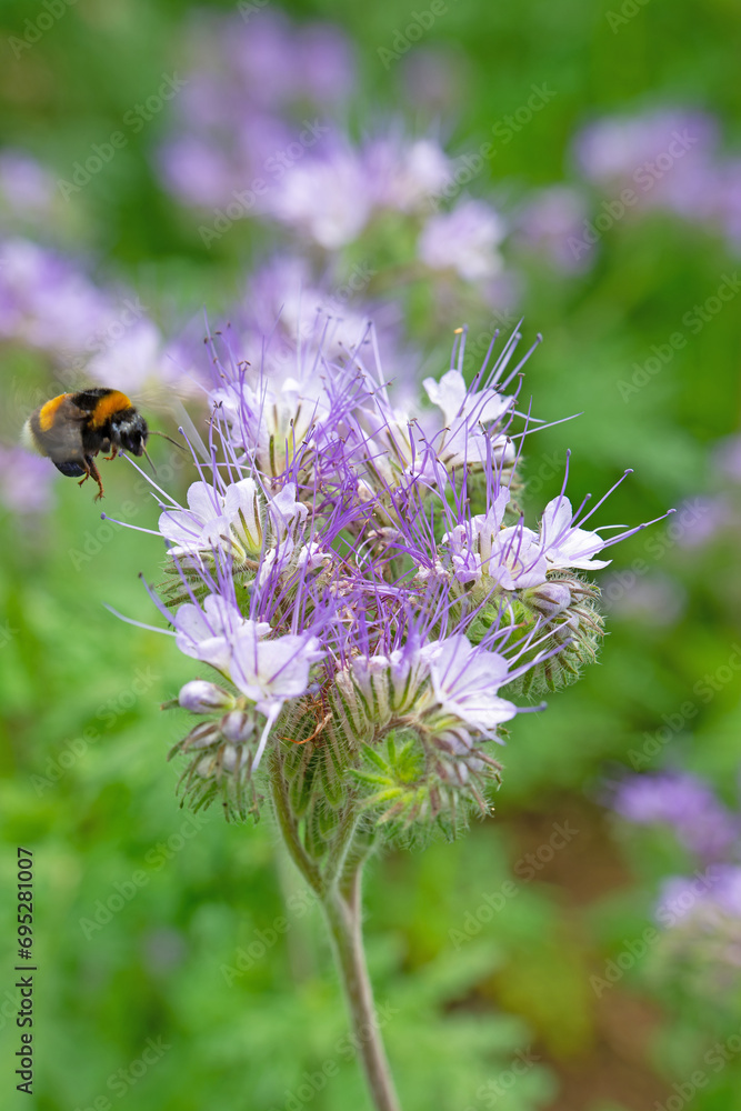 Blühende Bienenweide, Phacelia, in Nahaufnahme Blühende Bienenweide, Phacelia, in Nahaufnahme