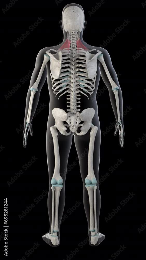 Platysma Muscles on Whole Human Body Vertical Video Platysma Muscles on Whole Human Body Vertical Video