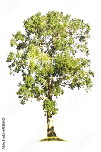 One big, beautiful, green tree, standing in a beautiful bush shape. Isolated on a white background