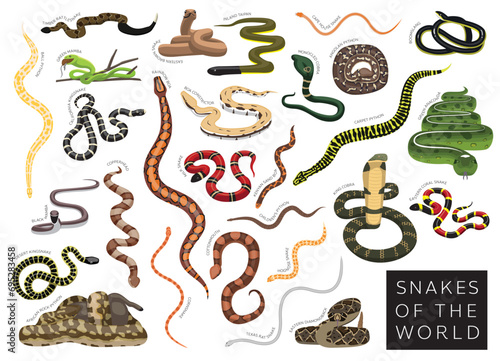 Snakes of the World Set Cartoon Vector Character