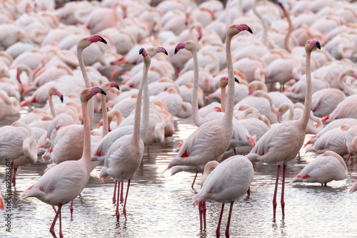 Large and beautiful group of flamingos together in full reproduction, some of them seem to be watching around those resting in the middle of the nesting season in the Valencian community, Spain.