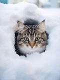 a cat inside snow created with Generative Ai