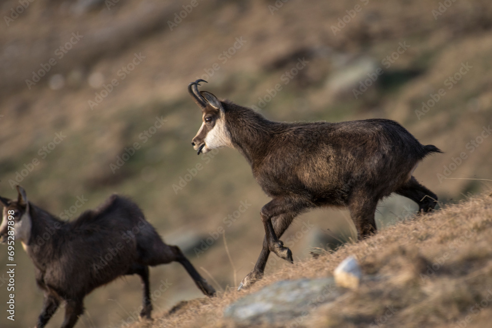 A couple of Wild alpine chamois or bucks, rupicapra rupicapra, running on a steep grassland in the italian Alps on a winter day. Horizontal, December.