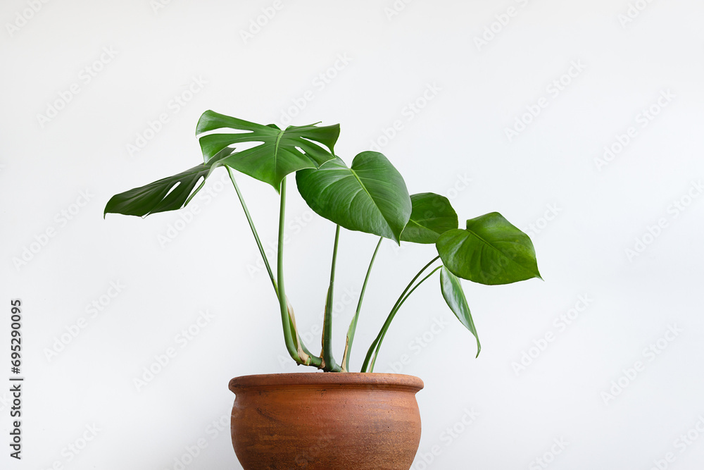 Swiss Cheese Plant or Monstera in a clay pot on a white background, close-up Swiss Cheese Plant or Monstera in a clay pot on a white background, close-up