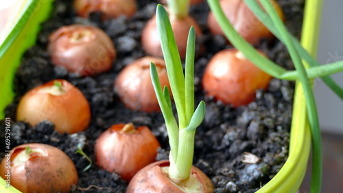 onion in soil