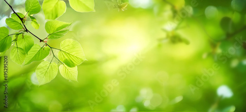 Beautiful natural spring summer defocused background with fresh lush foliage and bokeh in nature.