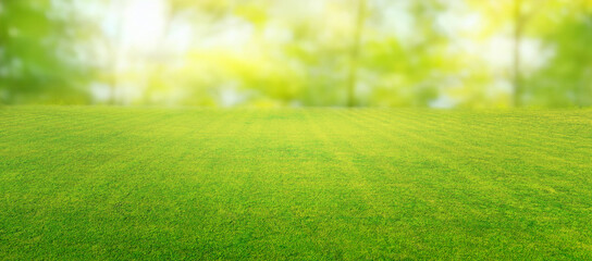 Beautiful summer natural landscape with lawn with cut fresh grass in early morning with light fog. Panoramic spring background.