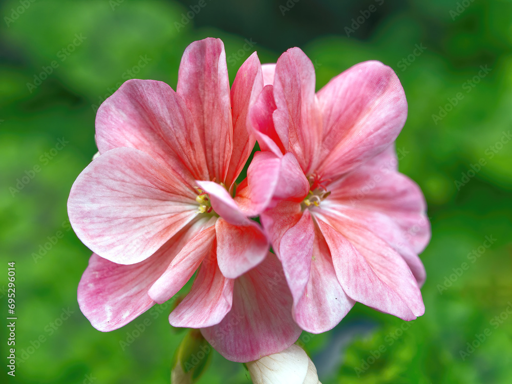 Pink geranium blossoms set against leafy green background..
