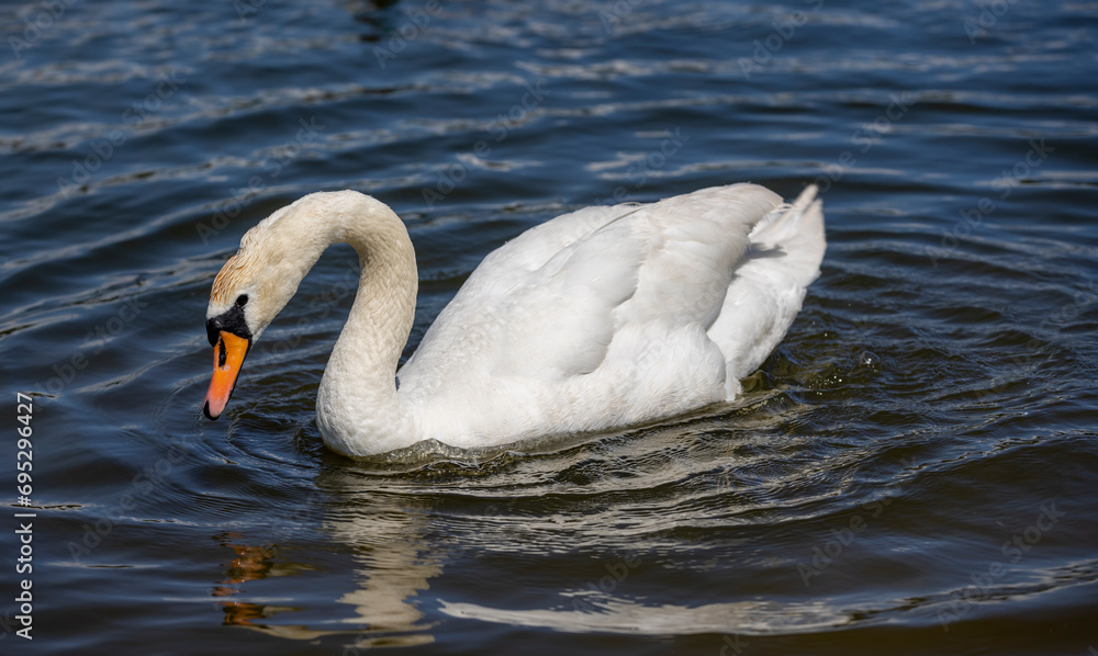white swans swimming in the lake in summer white swans swimming in the lake in summer
