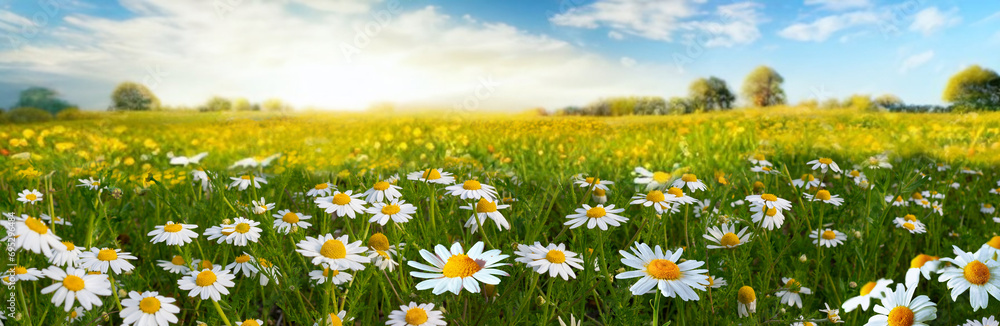 Beautiful spring summer natural pastoral landscape with flowering field of daisies in grass in rays of sunlight.