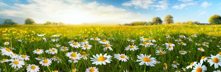 Beautiful spring summer natural pastoral landscape with flowering field of daisies in grass in rays of sunlight.