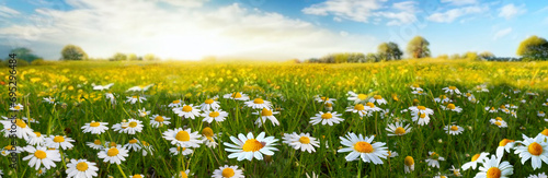 Beautiful spring summer natural pastoral landscape with flowering field of daisies in grass in rays of sunlight. photo