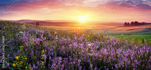 Beautiful panoramic natural landscape with a beautiful bright textured sunset over a field of purple wild grass and flowers. Selective focusing on foreground.