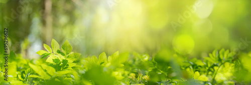 Beautiful natural background image of young lush green grass in the bright sunlight of a summer spring morning close up. photo