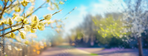 Defocused spring landscape. Beautiful nature with flowering willow branches and a road against a background of blue sky with clouds and a blooming garden, soft focus. Ultra-wide format. photo