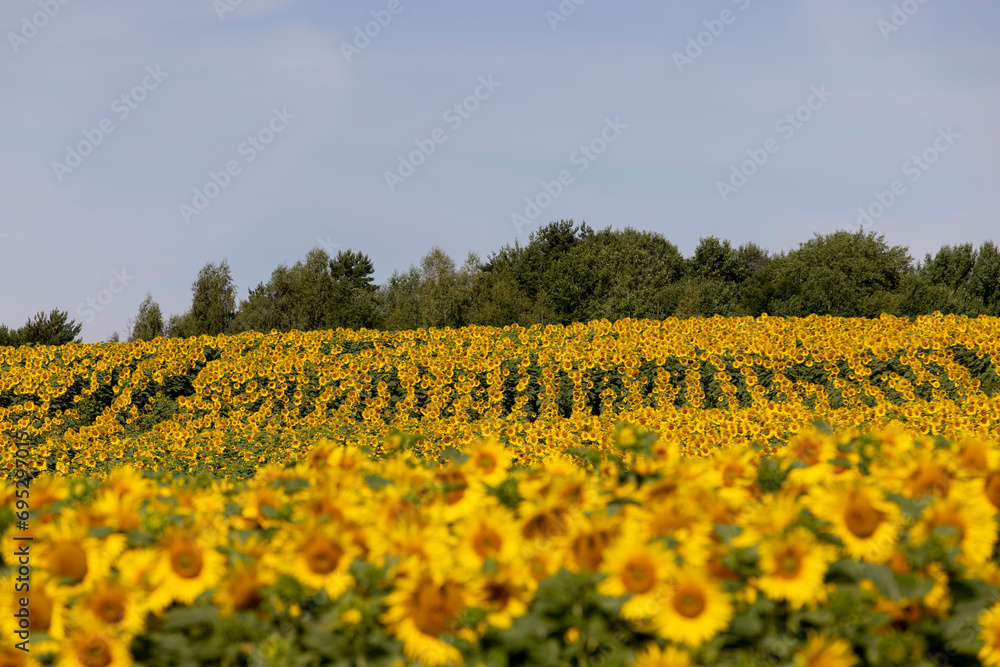 field with sunflowers during flowering and pollination by insect bees