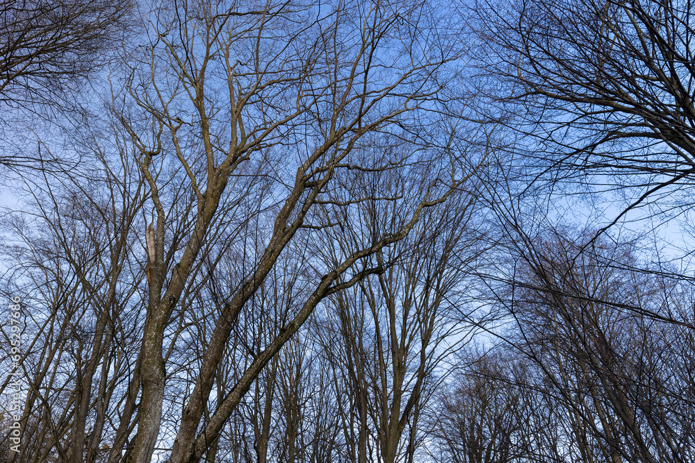 Bare trees in early spring in sunny clear weather Bare trees in early spring in sunny clear weather