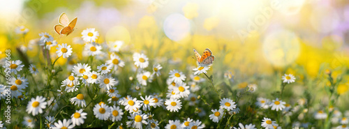 Sunlit field of daisies with fluttering butterflies. Chamomile flowers on a summer meadow in nature, panoramic landscape. photo