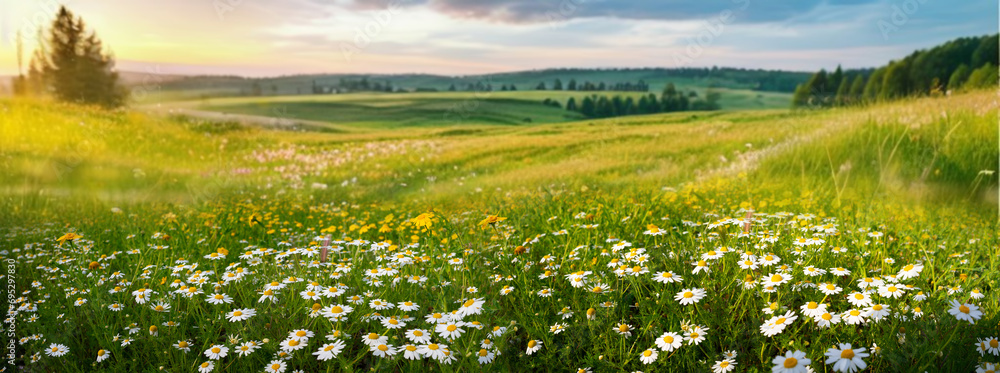 Beautiful spring and summer natural panoramic pastoral landscape with blooming field of daisies in the grass in the hilly countryside. - obrazy, fototapety, plakaty 