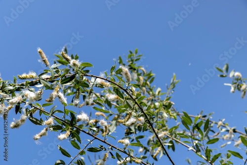 light white fluff from willow in spring