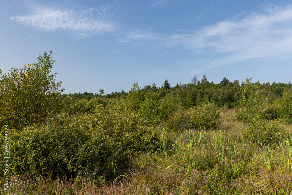 Swampy terrain with plants in summer