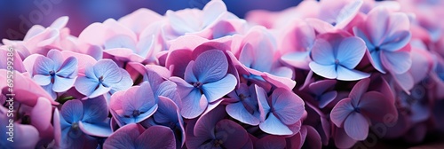 Closeup Hydrangea Flowers Colored Very Peri , Banner Image For Website, Background, Desktop Wallpaper