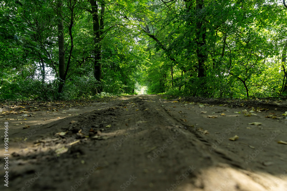 Fototapeta premium deciduous trees growing along the road