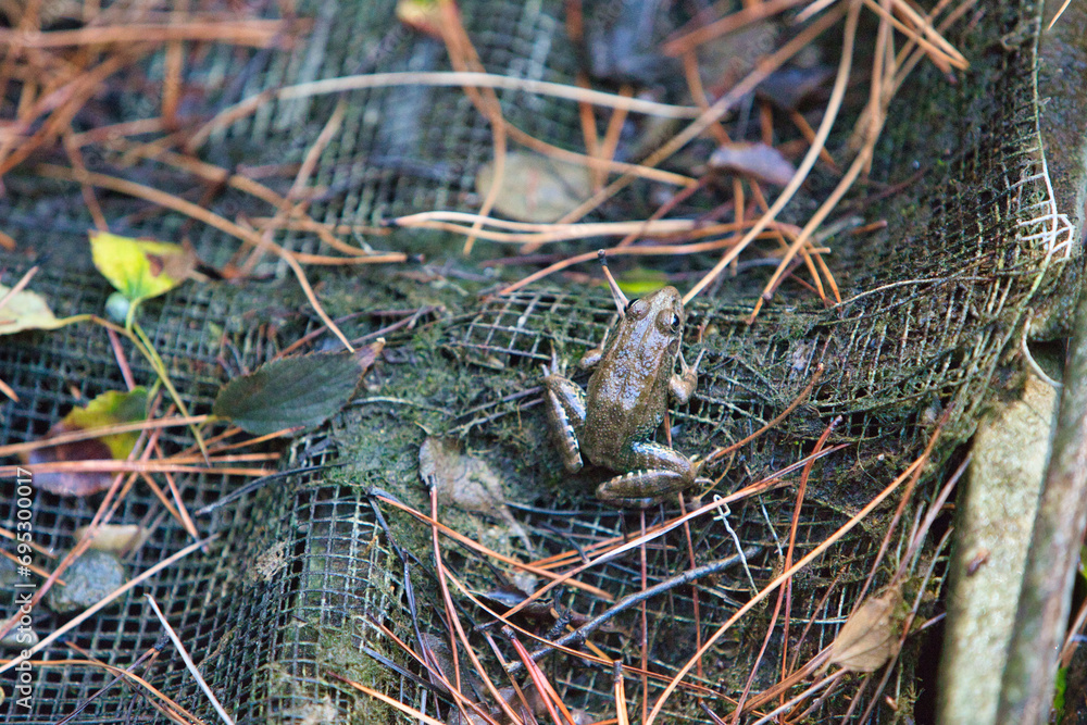 Common frog, also known as the common European frog.