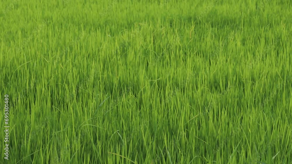 landscape of green rice plantation as background and wallpaper landscape of green rice plantation as background and wallpaper