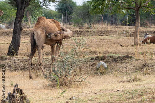 young camel in the wild at day from flat angle