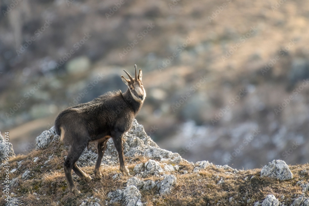Winter male alpine chamois, Rupicapra rupicapra, standing on rocks against blurred slopes background, horizontal, December, Alps, Italy.