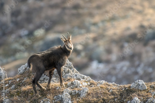 Winter male alpine chamois, Rupicapra rupicapra, standing on rocks against blurred slopes background, horizontal, December, Alps, Italy.